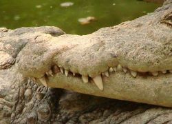 Crocodile Bank in Mahabalipuram