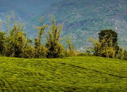 Temi Tea Estate in Ravangla