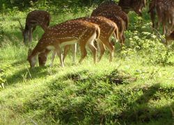 Deer Park in Ludhiana