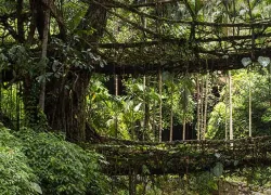 Double Decker Living Root Bridge, Cherrapunji