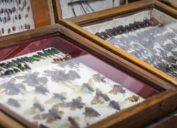 Wankhar Entomology Museum in Shillong