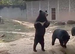 Nagaland Zoological Park