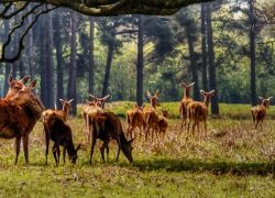 Deer Park in Patiala