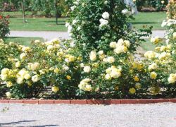 Rose Garden in Bhatinda