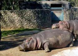 Bir Talab Zoo in Bhatinda