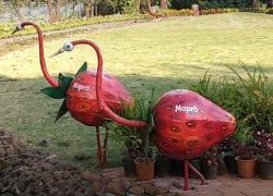 Mapro Garden, Mahabaleshwar