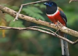 Karnala Bird Sanctuary in Raigad