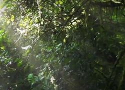 Kanakeshwar Forest in Alibag