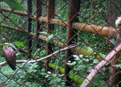Mini Zoological Garden, Aizawl