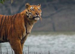 Intangki Wildlife Sanctuary in Kohima