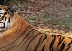Maharajbagh Zoo in Nagpur