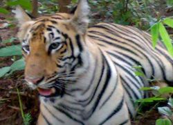 Tadoba Andhari Tiger Project in Chandrapur