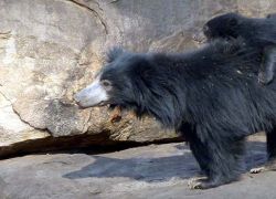 Bellary Zoo in Bellary