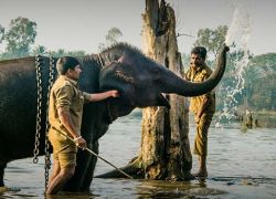 Sakrebayalu Elephant Camp