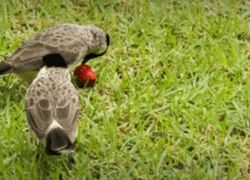 Karera Wildlife Sanctuary in Shivpuri