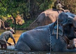 Dubare Elephant Camp in Kodagu