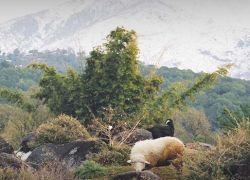 Dhauladhar National Park in Dharamshala