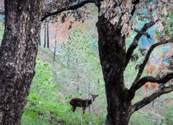 Gilbert Nature Trail
