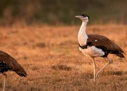 Kutch Bustard Sanctuary in Kutch