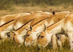 Indian Wild Ass Sanctuary