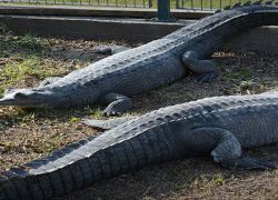 Sakkarbaug Zoological Garden