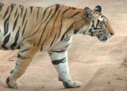 Achanakmar Wildlife Sanctuary in Bilaspur