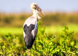 Dehing Patkai Wildlife Sanctuary, Tinsukia