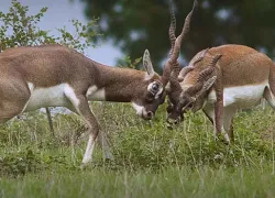 Rollapadu Wildlife Sanctuary in Kurnool