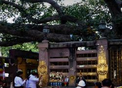 Bodhi Tree, Bodhgaya