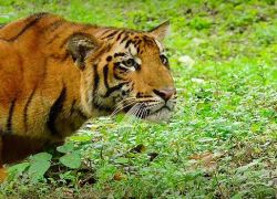 Tata Steel Zoological Park in Jamshedpur