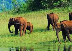 Begur Wildlife Sanctuary in Wayanad
