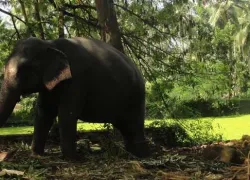 Punnathur Kotta Elephant Sanctuary in Thrissur