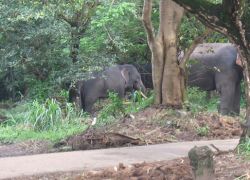 Elephant Park in Guruvayur