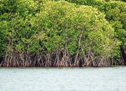 Chettuva Backwater in Guruvayur