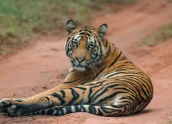 Sariska Tiger Reserve in Alwar