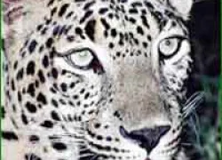 Hemis National Park in Leh Ladakh