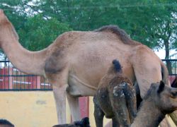 National Research Centre On Camel