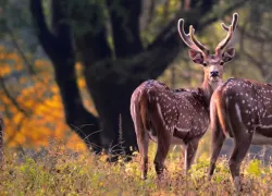 Kanha Kisli National Park in Jabalpur