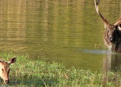 Satpura National Park in Pachmarhi