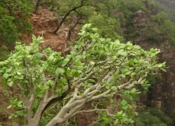 Priyadarshini in Pachmarhi