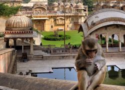 The Monkey Temple in Jaipur