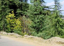 Shimla Glen in Shimla