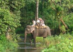 Reserve Forest Sanctuary in Mashobra