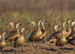 Keoladeo National Park