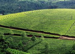 Palampur Tea Gardens