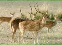 Mukurthi National Park,National Parks in Tamil Nad