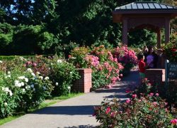 Japanese Rose Garden in Nagpur