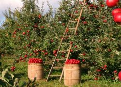 Fruit Orchards in Parwanoo