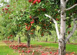 Fruit Orchards in Parwanoo