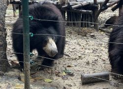 Wildlife Sos in Agra